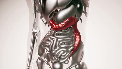 Human-Colon-Model-with-all-Organs